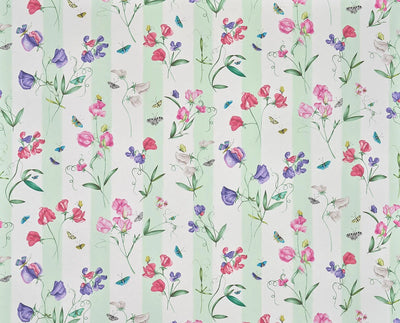 Rayure les pois de senteur Creme - Jardins Secrets