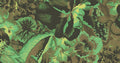 Frida Viridis