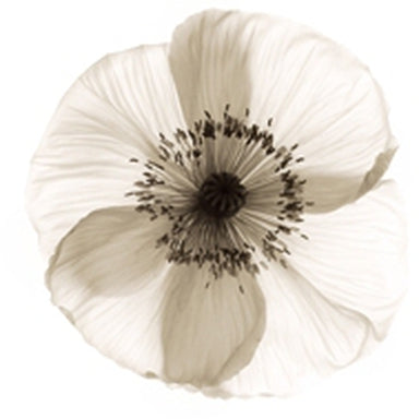 Poppy