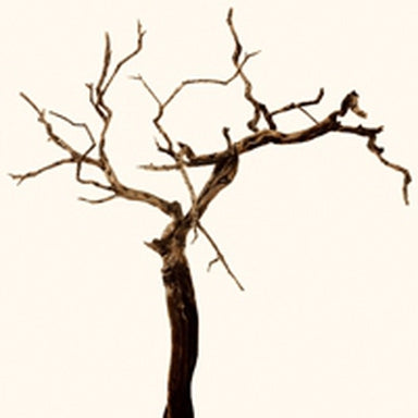 Cherry tree