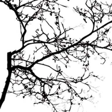 Spring blossom