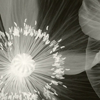 Opium