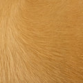 Rodeo Hairy Mountain Tan