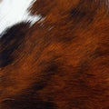 Rodeo Hairy Aspen