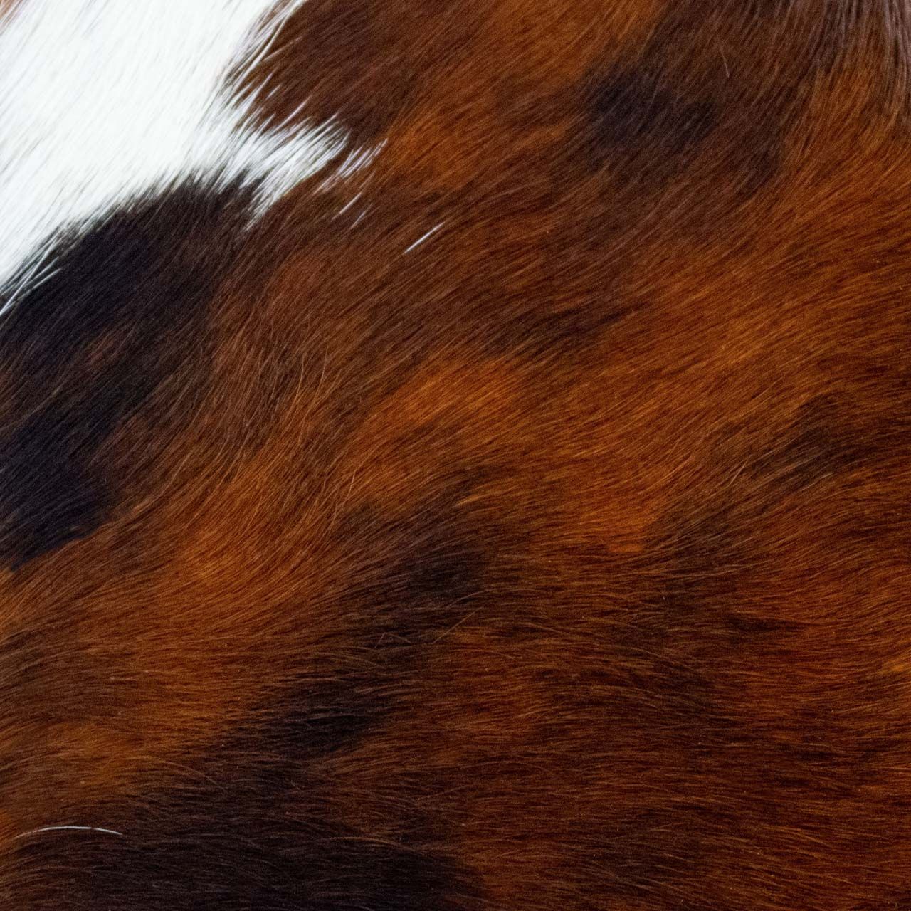 Rodeo Hairy Aspen
