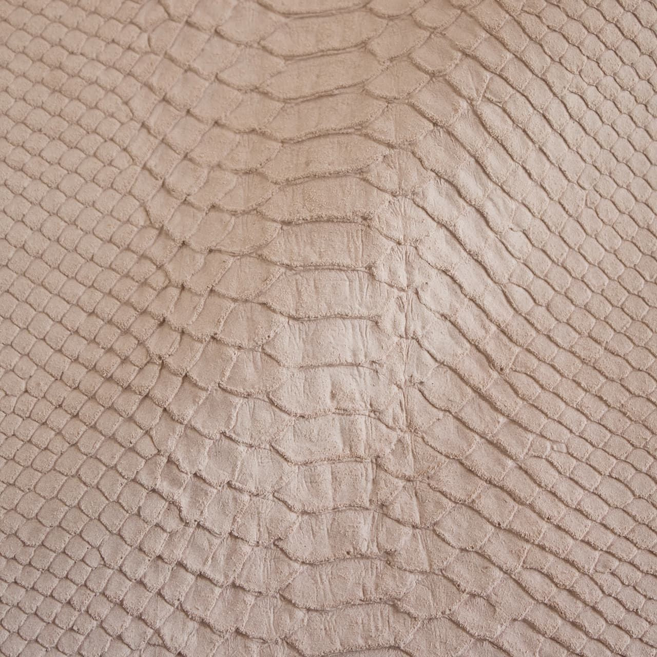 Taipan Cipria