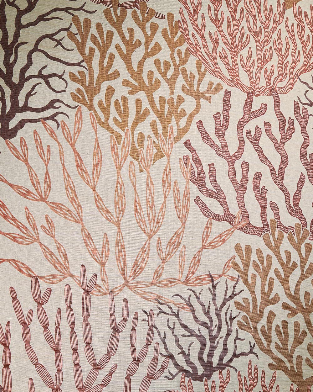 Acropora Corail - Les Dessins 7