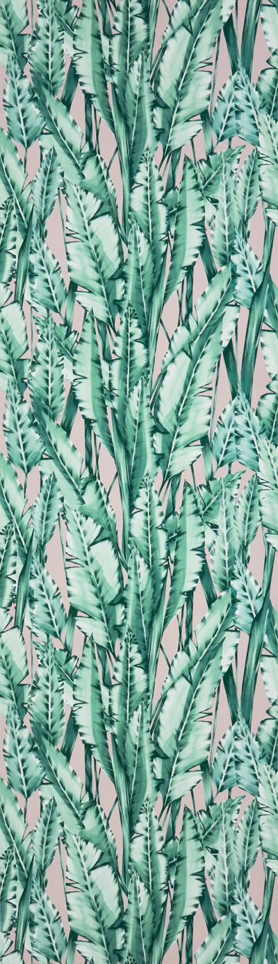 Tiger Leaf (Folium)