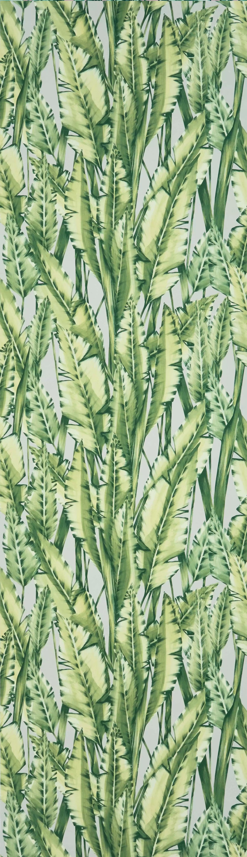 Tiger Leaf (Folium)