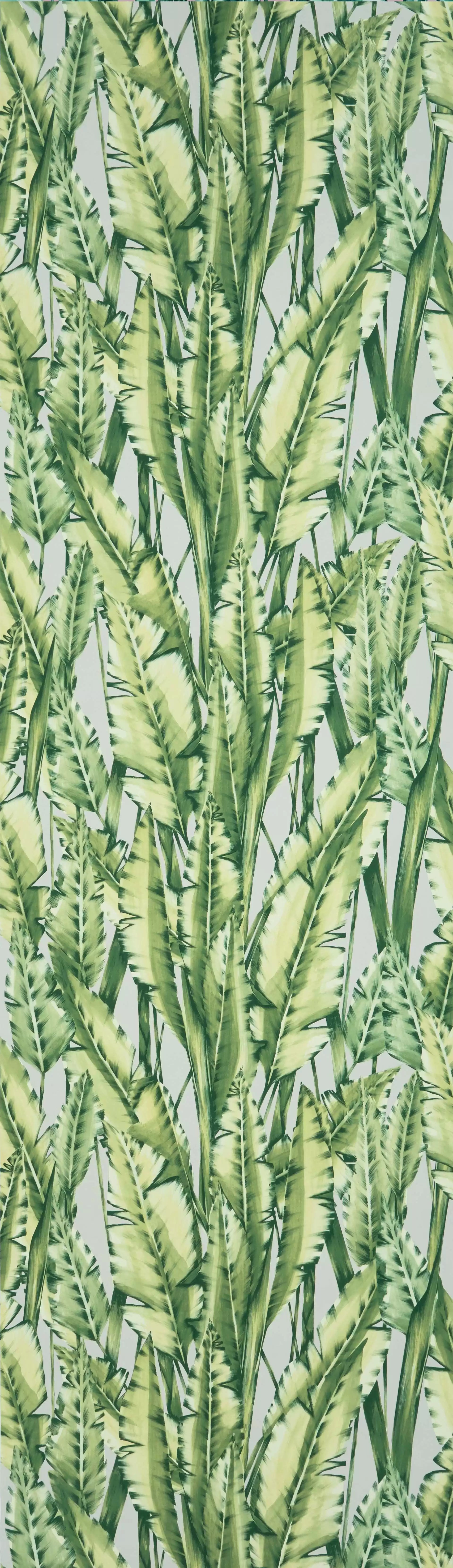 Tiger Leaf (Folium)